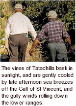 https://www.tatachilla.com.au/ - Tatachilla - Tasting Notes On Australian & New Zealand wines