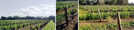 http://www.thewillowsvineyard.com.au/ - Willows - Tasting Notes On Australian & New Zealand wines