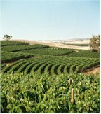 http://www.annieslane.com.au/ - Annies Lane - Tasting Notes On Australian & New Zealand wines