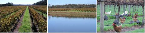 http://www.flindersbaywines.com.au/ - Flinders Bay - Tasting Notes On Australian & New Zealand wines