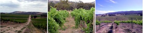 http://www.massoniwines.com/ - Massoni - Tasting Notes On Australian & New Zealand wines