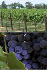 http://www.cofieldwines.com.au/ - Cofield - Tasting Notes On Australian & New Zealand wines