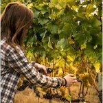 https://vidal.co.nz/ - Vidal Estate - Tasting Notes On Australian & New Zealand wines