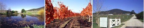 http://www.yarrayering.com/ - Yarra Yering - Tasting Notes On Australian & New Zealand wines