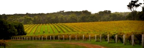 http://www.clairault.com/ - Clairault - Tasting Notes On Australian & New Zealand wines